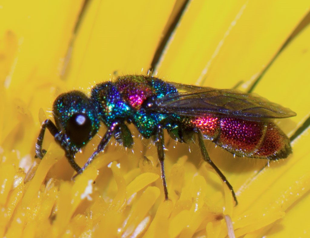 Pragtguldhveps (Chrysis illigeri)