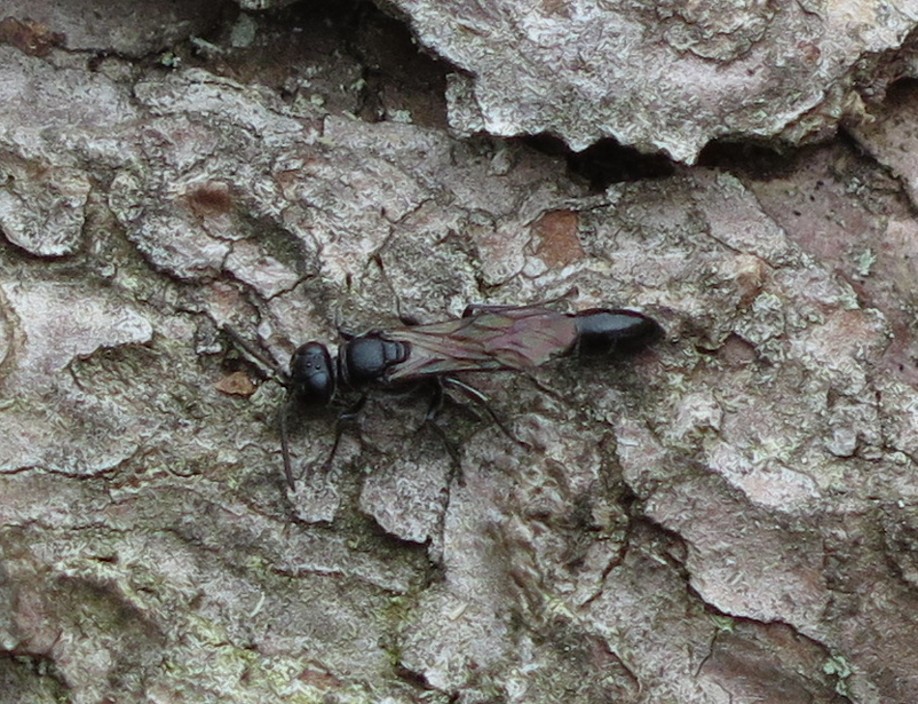 Trypoxylon figulus (Trypoxylon figulus)