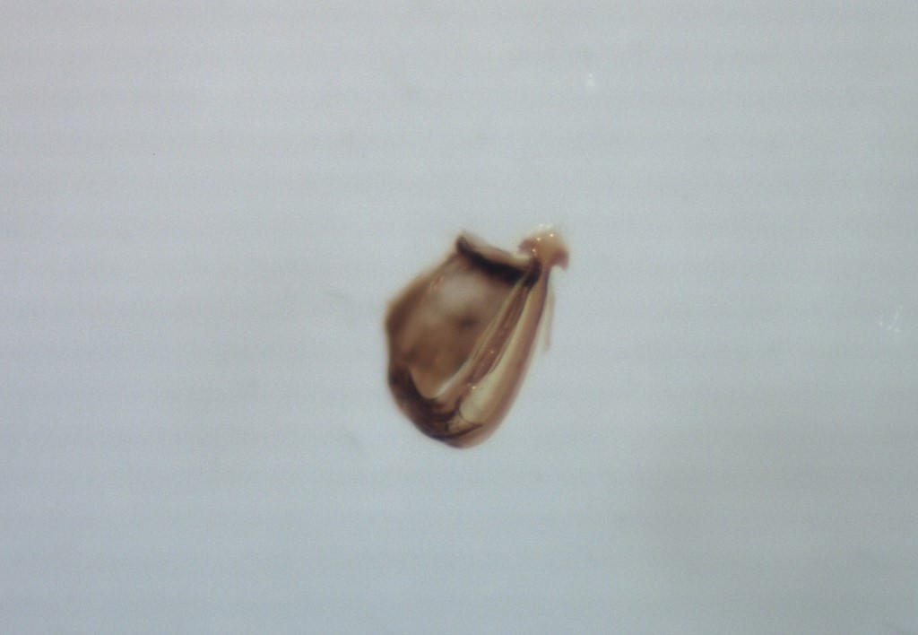 Streptanus okaensis (Streptanus okaensis)