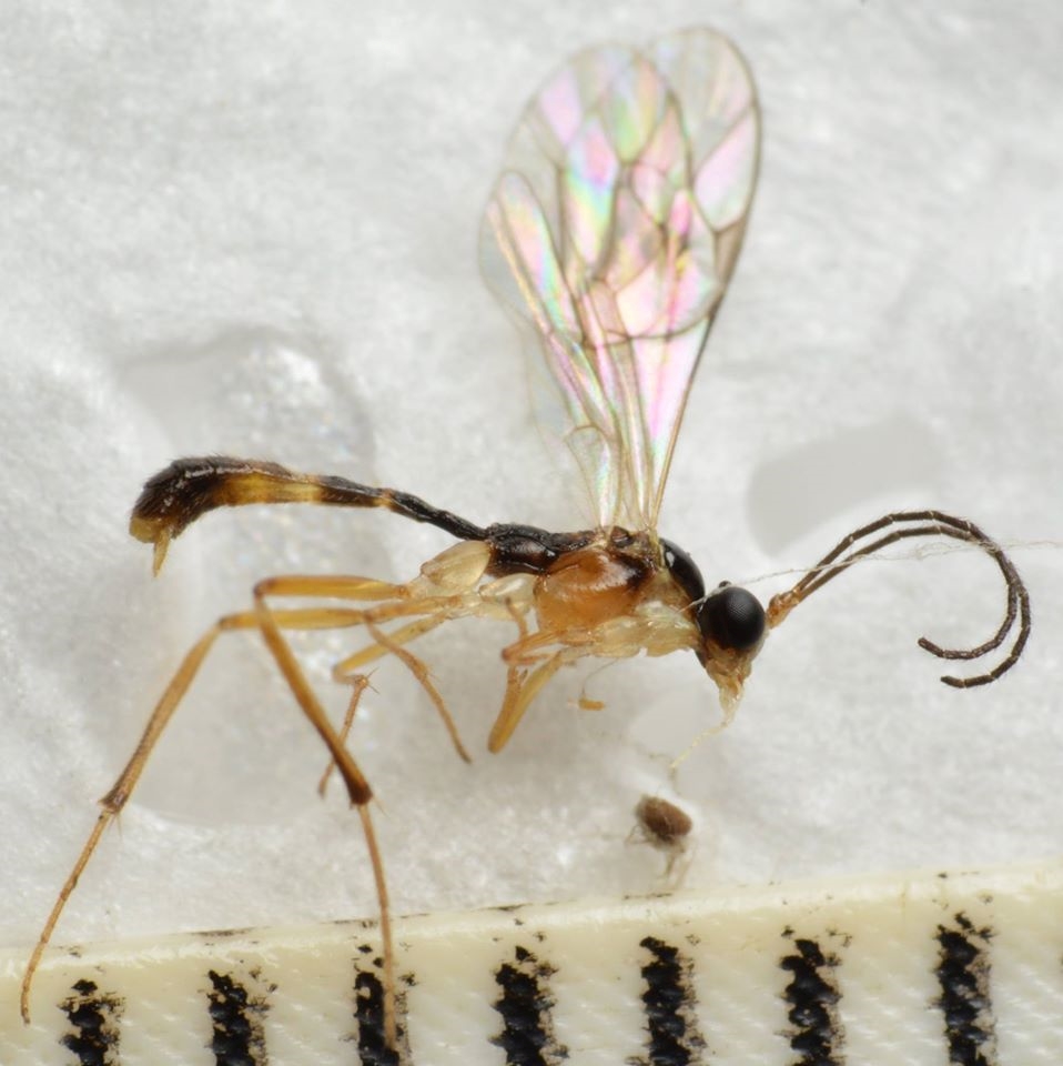 Megastylus pectoralis (Megastylus pectoralis)