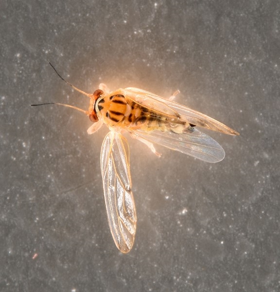 Psyllopsis discrepans (Psyllopsis discrepans)