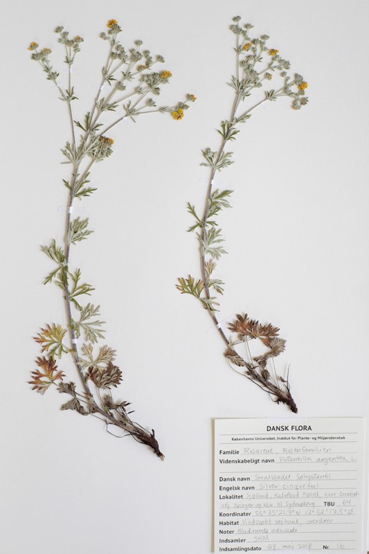 Smal Sølv-Potentil (Potentilla argentea var. decora)