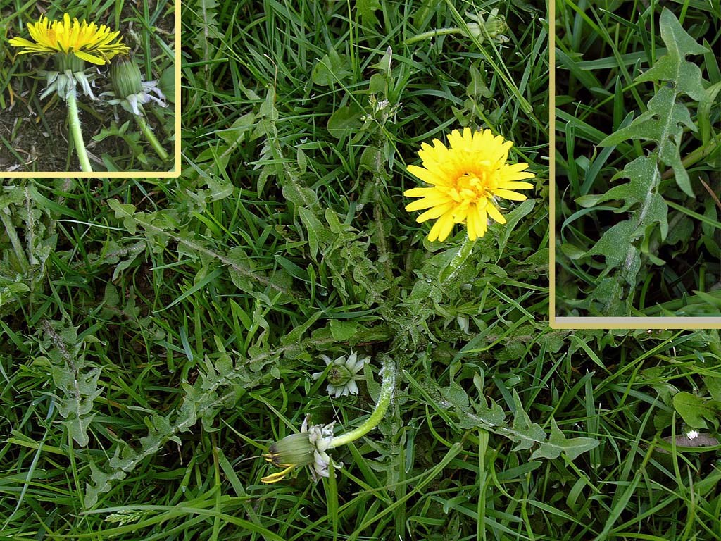 Tand-Vejmælkebøtte (Taraxacum eudontum)