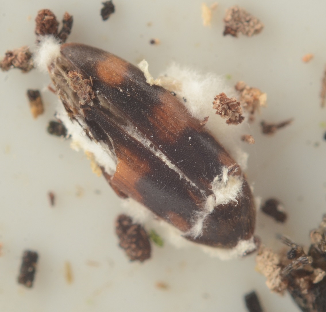 Orchesia fasciata (Orchesia fasciata)