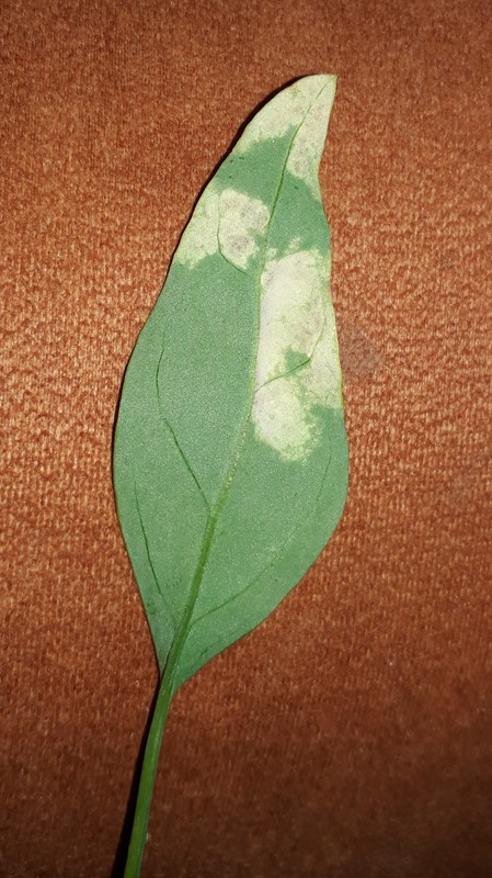 Peronospora farinosa (Peronospora farinosa)