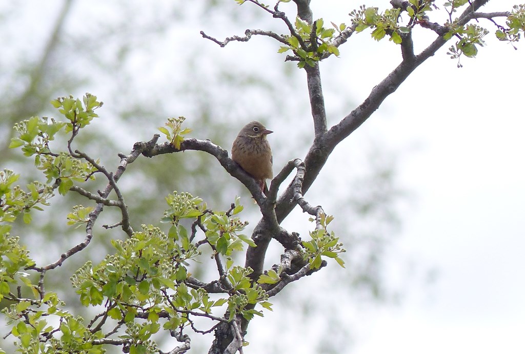 Hortulan (Emberiza hortulana)