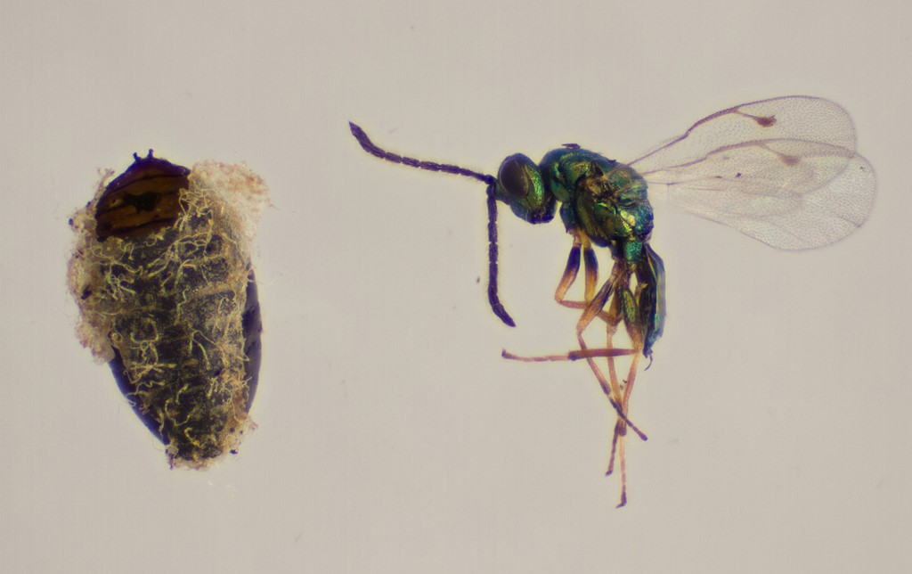 Seladerma diffine (Seladerma diffine)