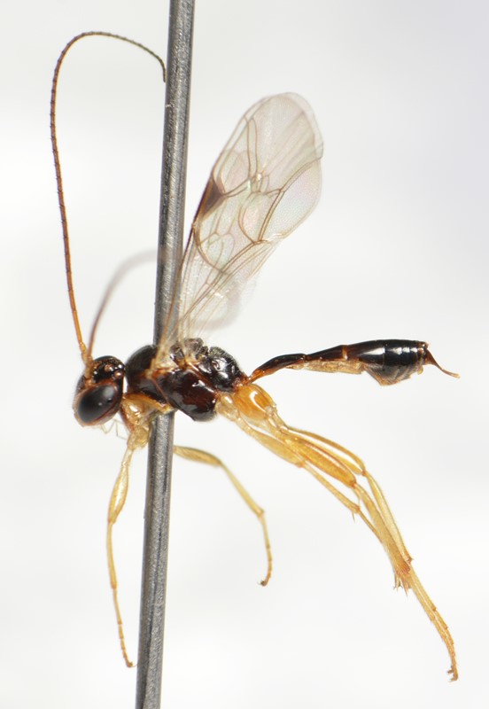 Skandinavisk Diamantvinge (Mesochorus scandinavicus)