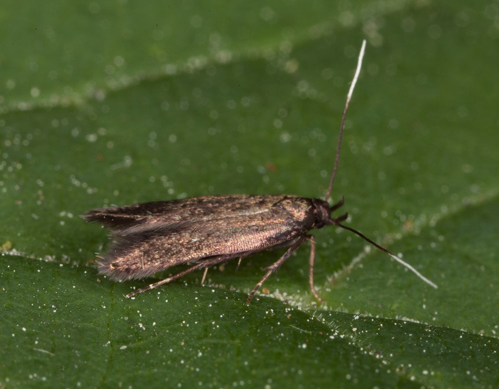 Monochroa tenebrella (Monochroa tenebrella)