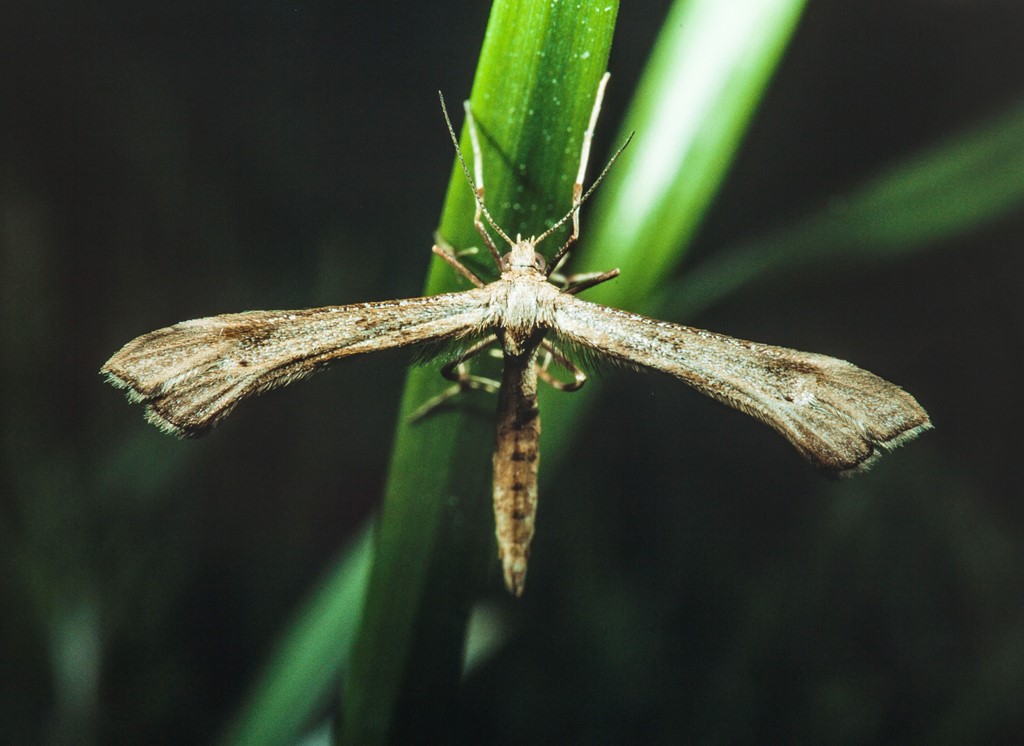 Brandbægerfjermøl (Platyptilia isodactylus)