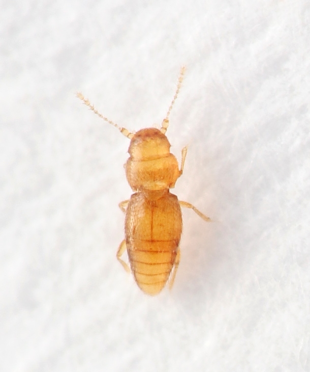 Ptinella aptera (Ptinella aptera)