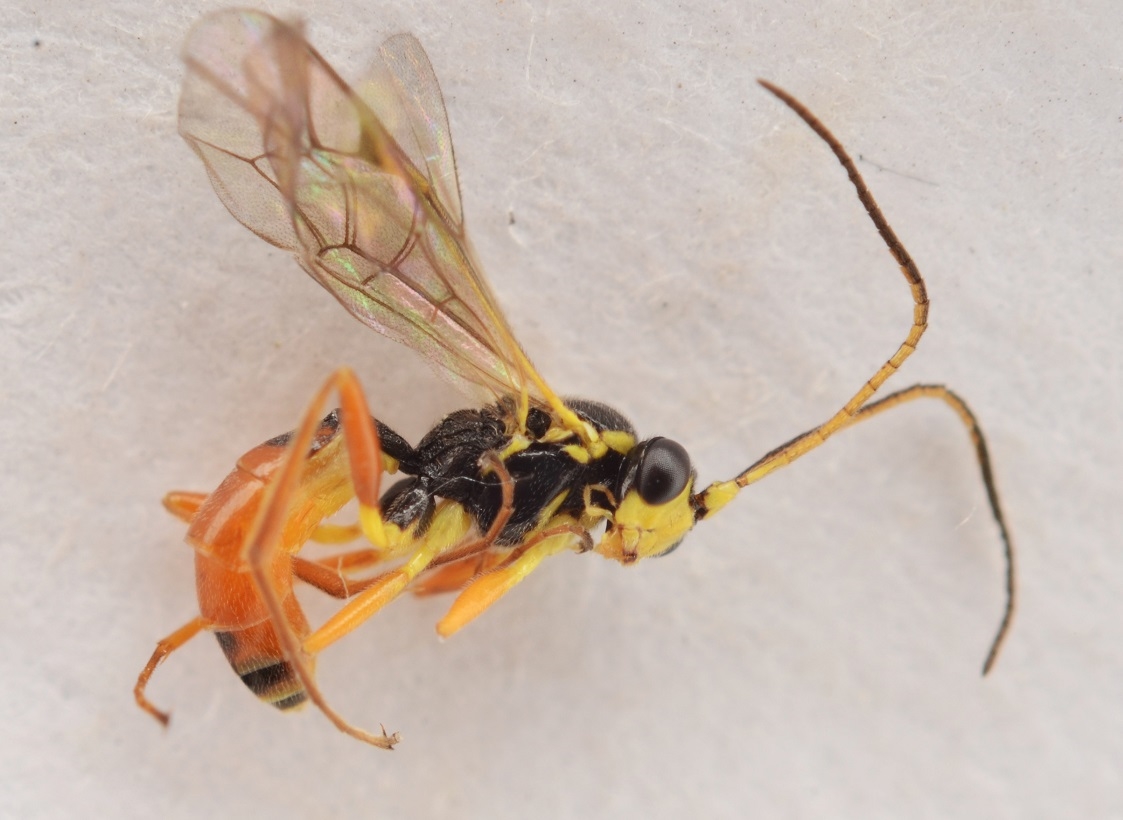 Sussaba pulchella (Sussaba pulchella)