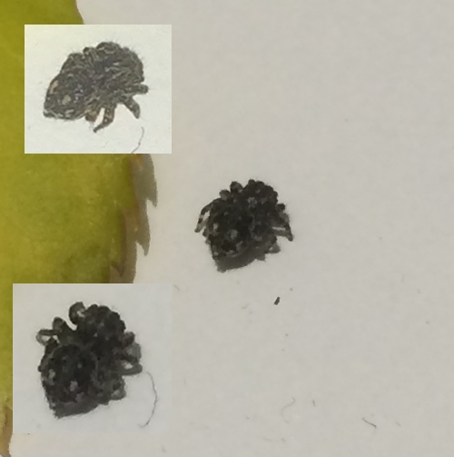 Attulus sp. (Attulus sp.)