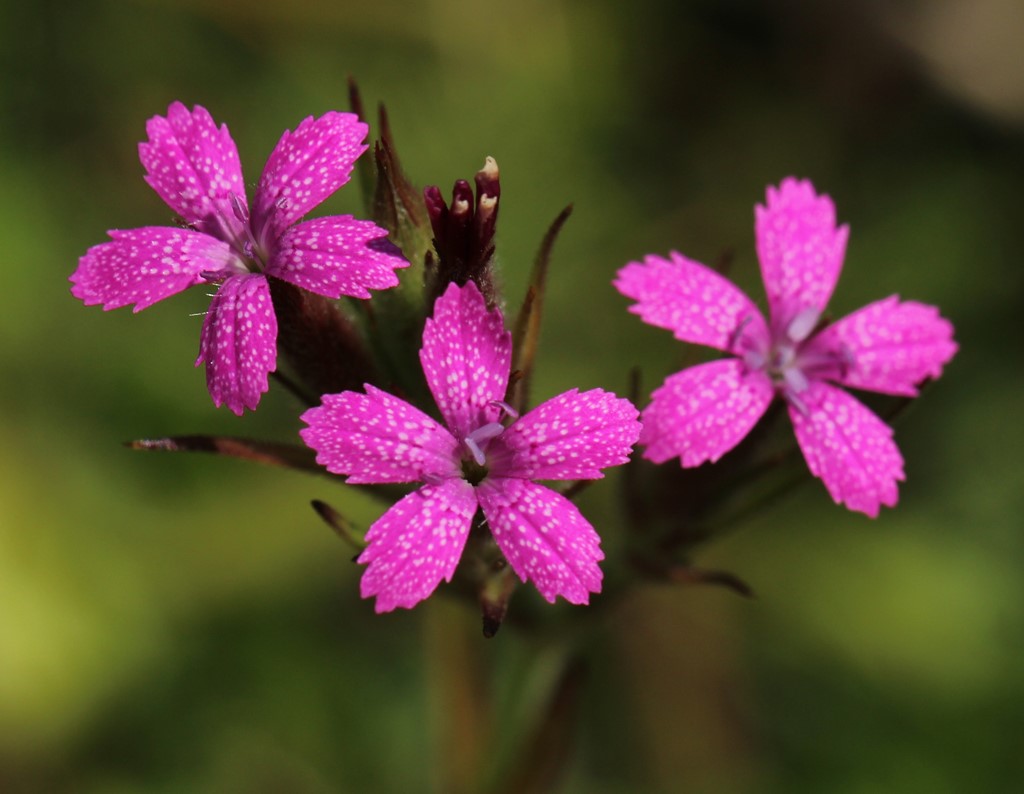 Kost-Nellike (Dianthus armeria)
