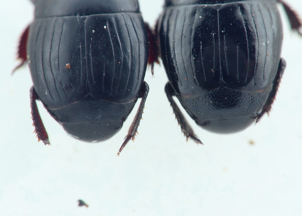 Atholus praetermissus (Atholus praetermissus)