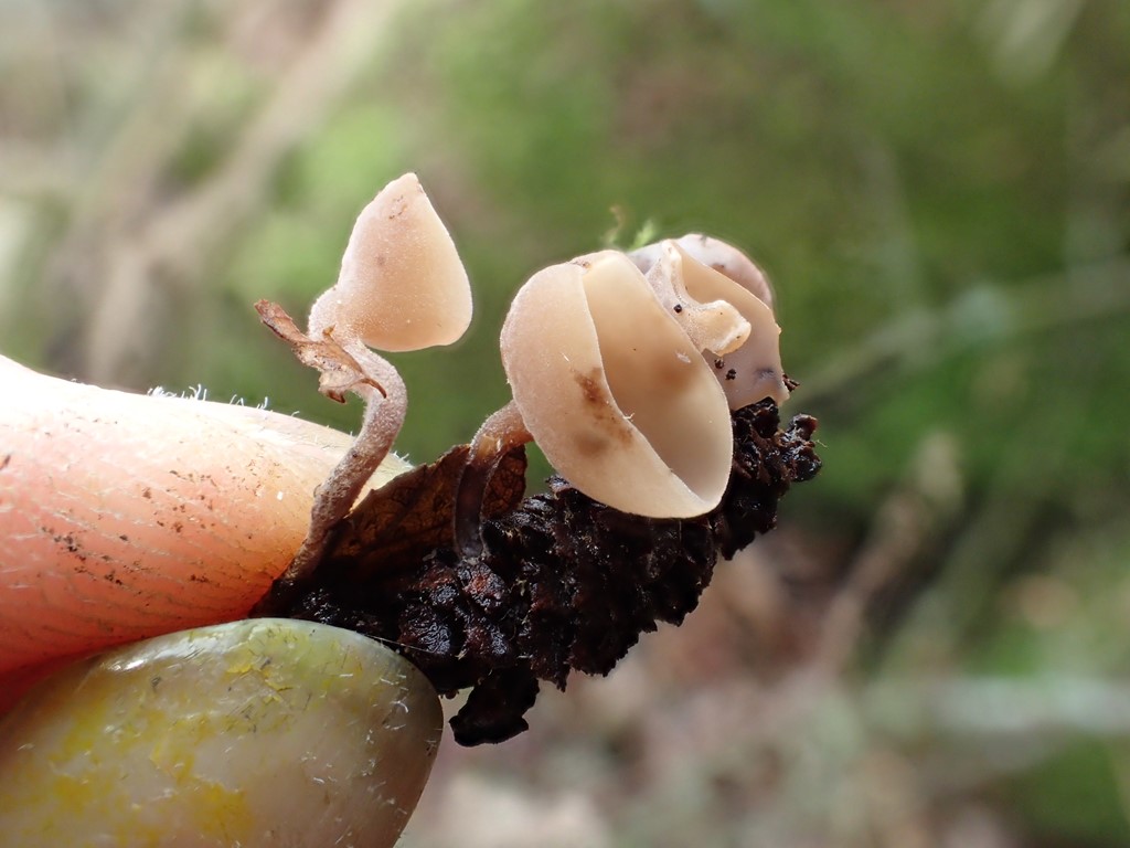 Hassel-Knoldskive (Ciboria coryli)
