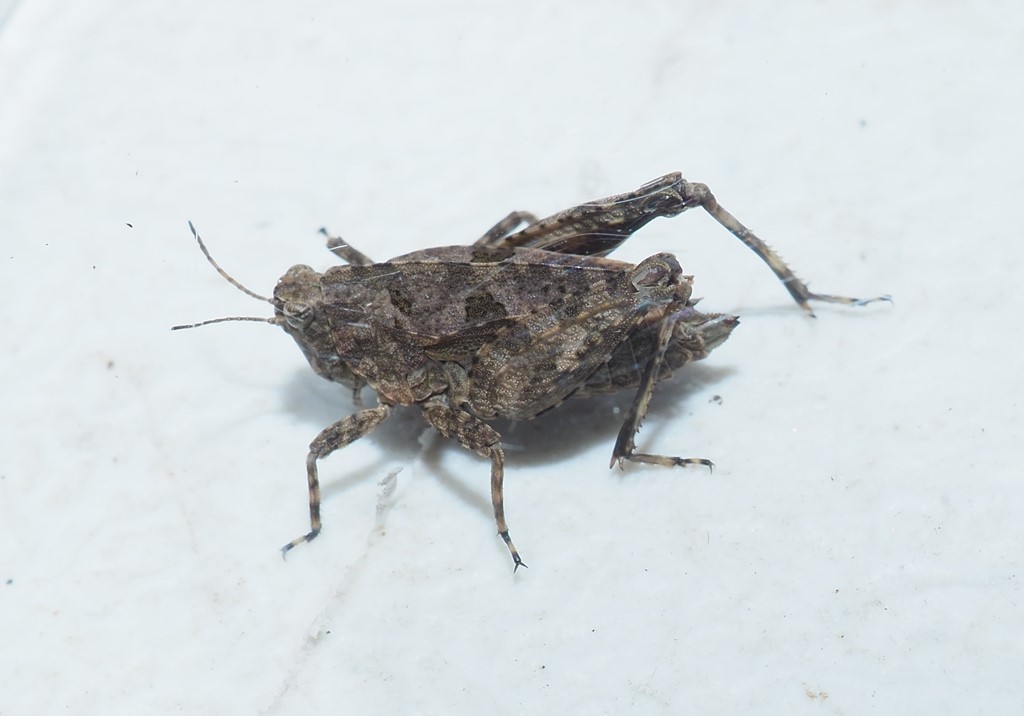 Langhornet Torngræshoppe (Tetrix tenuicornis)