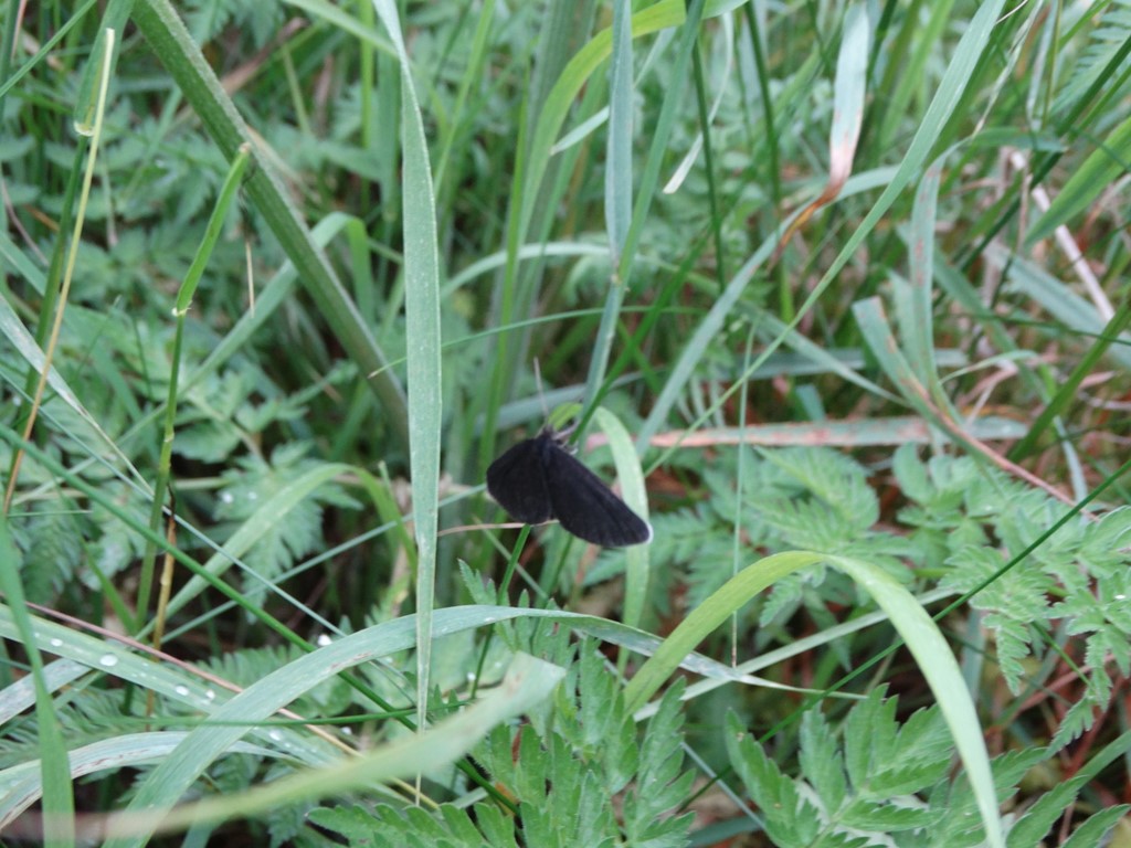 Sort Måler (Odezia atrata)
