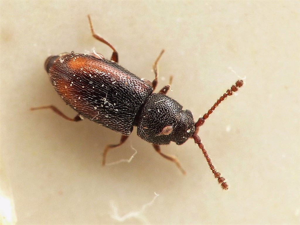 Atomaria puncticollis (Atomaria puncticollis)