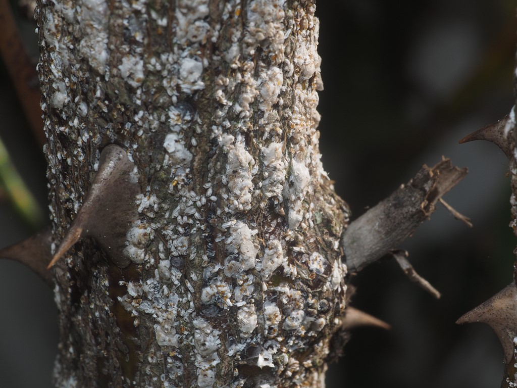 Rosenskjoldlus (Aulacaspis rosae)