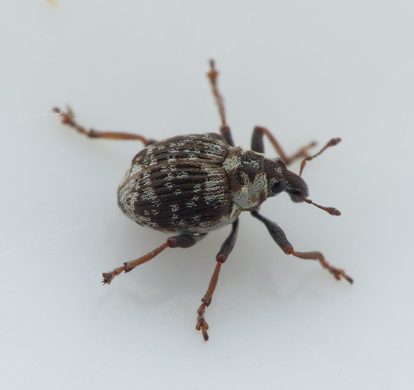 Pelenomus comari (Pelenomus comari)