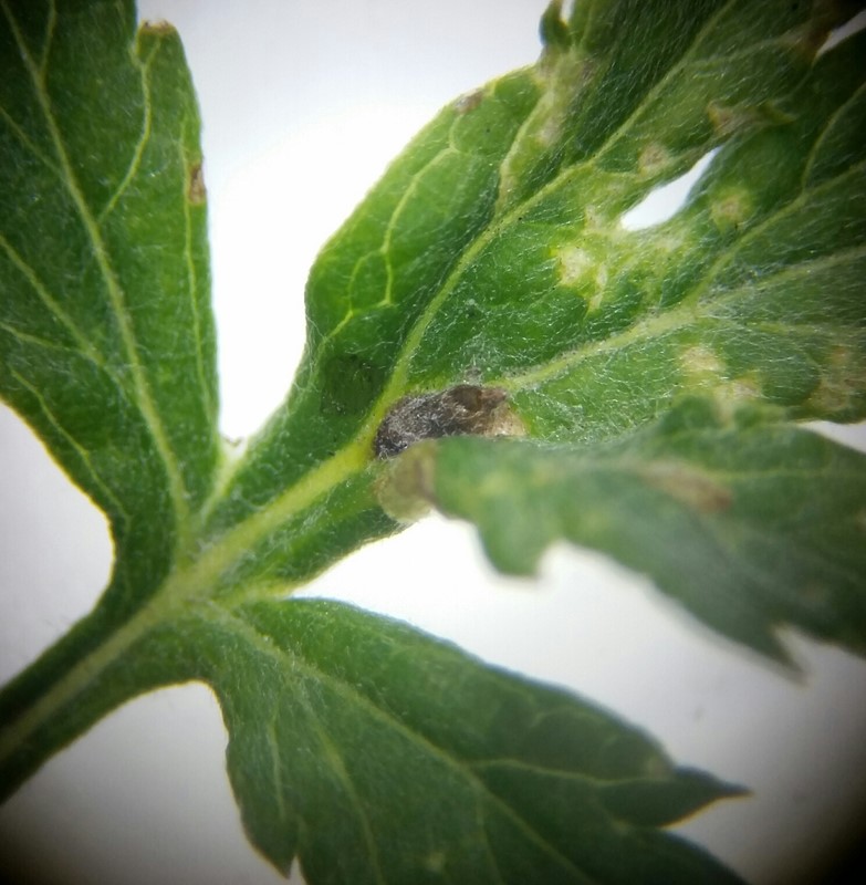Rhopalomyia foliorum (Rhopalomyia foliorum)