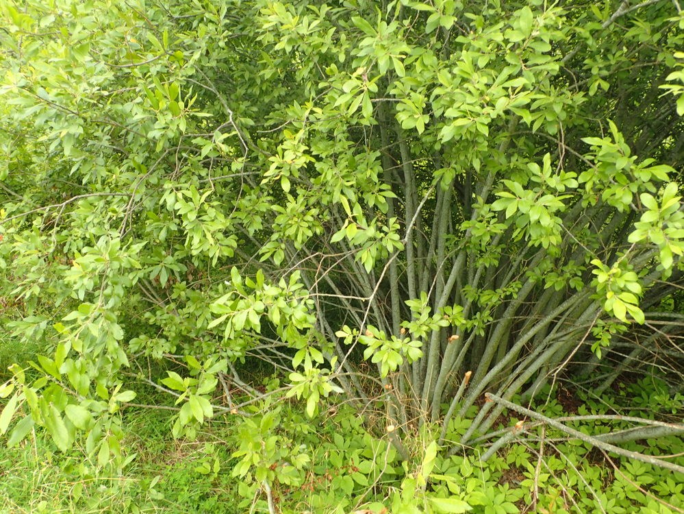 Smuk Pil (Salix x calodendron)