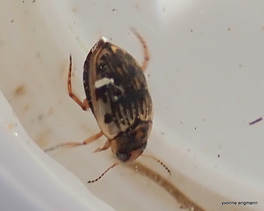 Scarodytes halensis (Scarodytes halensis)