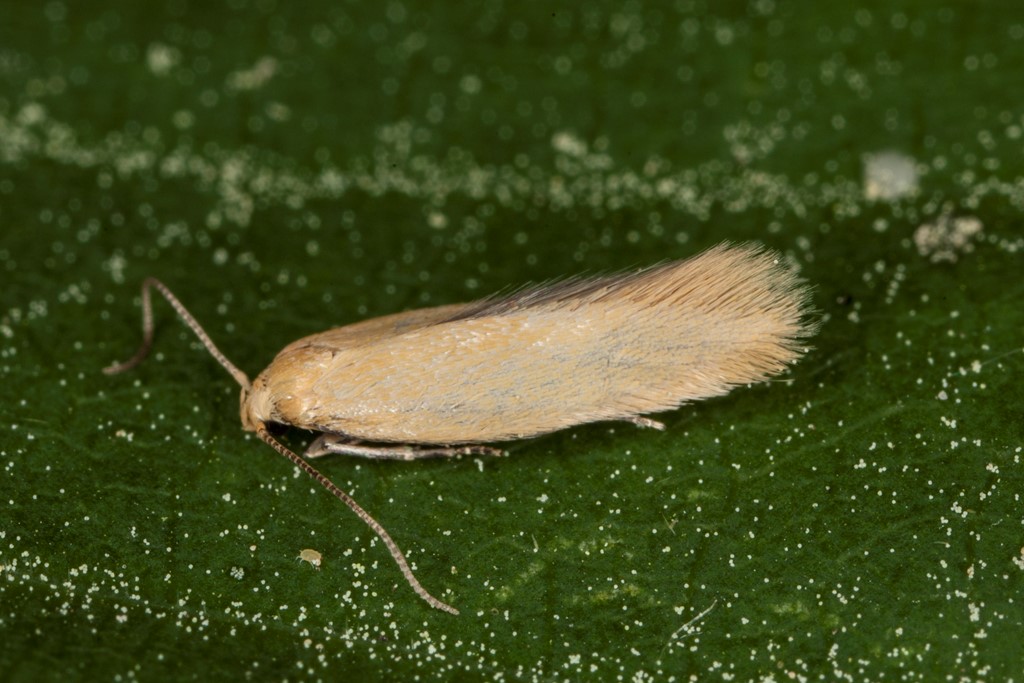Elachista subalbidella (Elachista subalbidella)