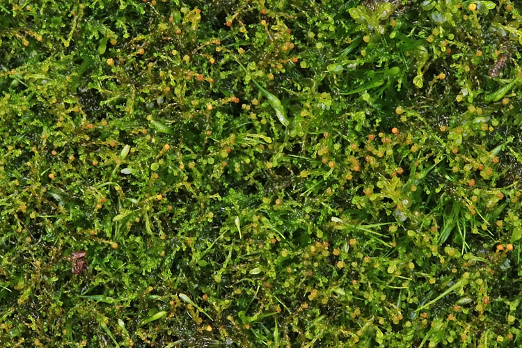 Cephaloziella rubella var. pulchella (Cephaloziella rubella var. pulchella)