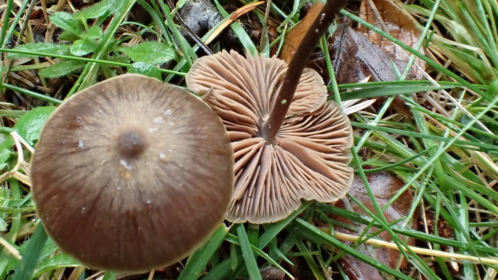 Entoloma tenellum (Entoloma tenellum)