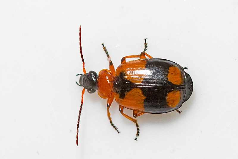 Korstegnet Græsløber (Lebia cruxminor)