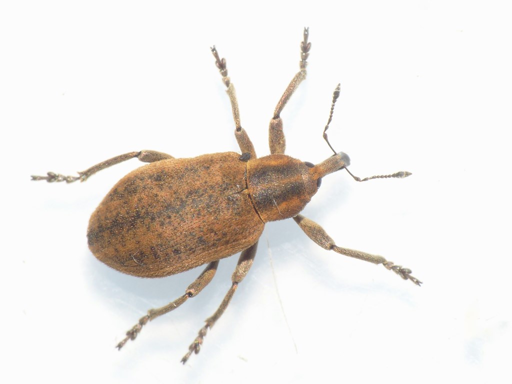 Hypera arundinis (Hypera arundinis)