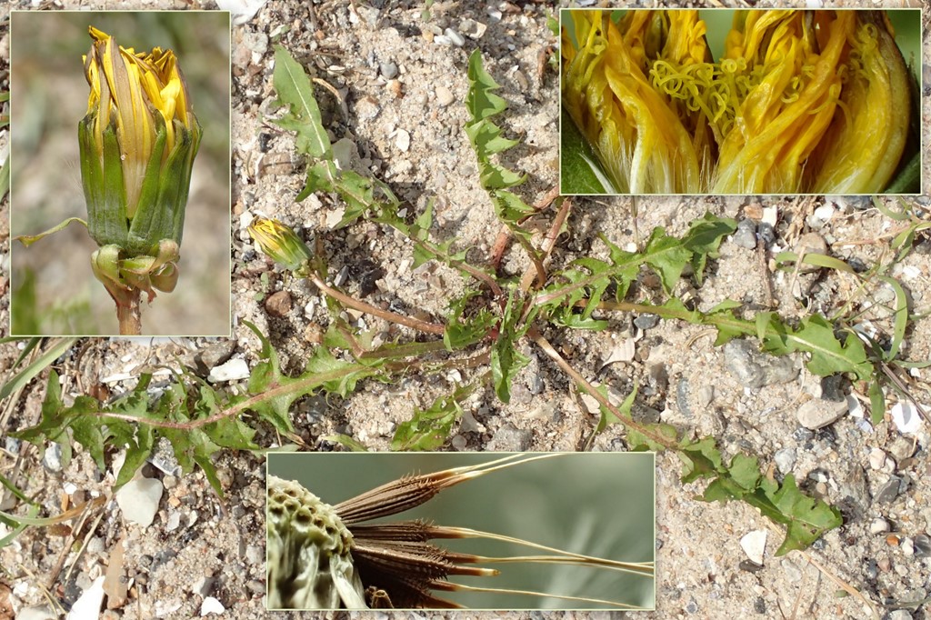 Smalfrugtet Sandmælkebøtte (Taraxacum proximum)