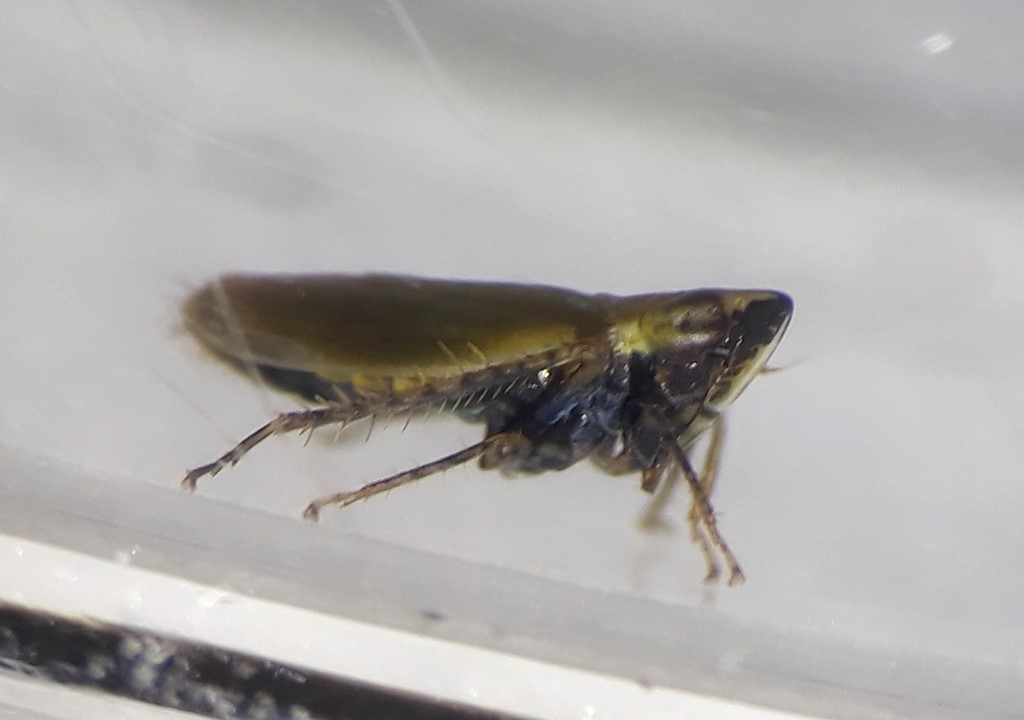 Arthaldeus striifrons (Arthaldeus striifrons)