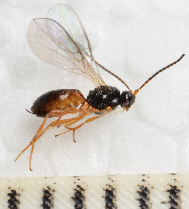 Dinotrema contracticorne (Dinotrema contracticorne)