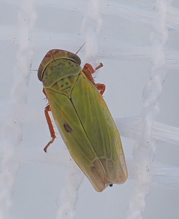 Erythria aureola (Erythria aureola)