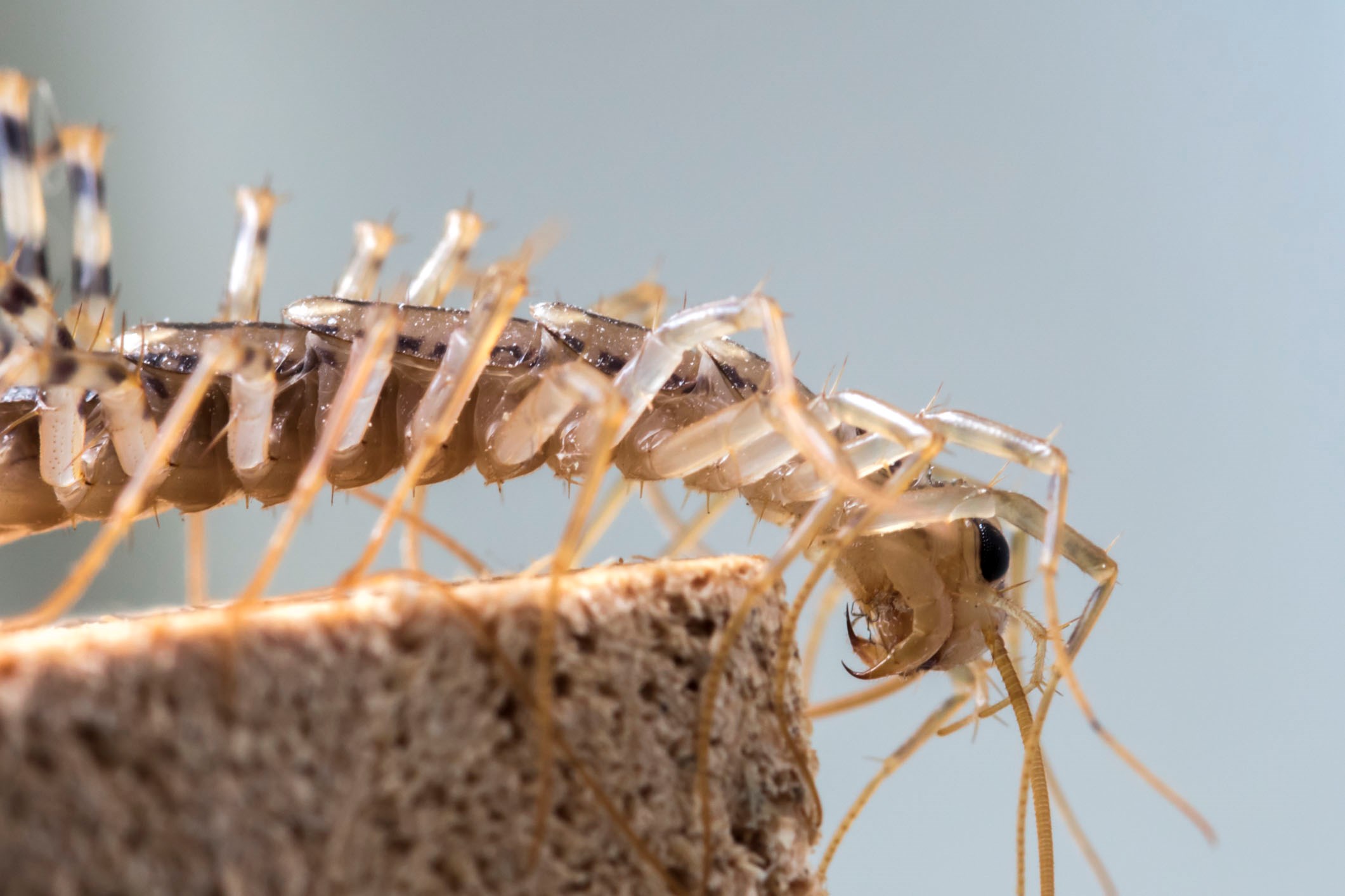 Husskolopender (Scutigera coleoptrata)