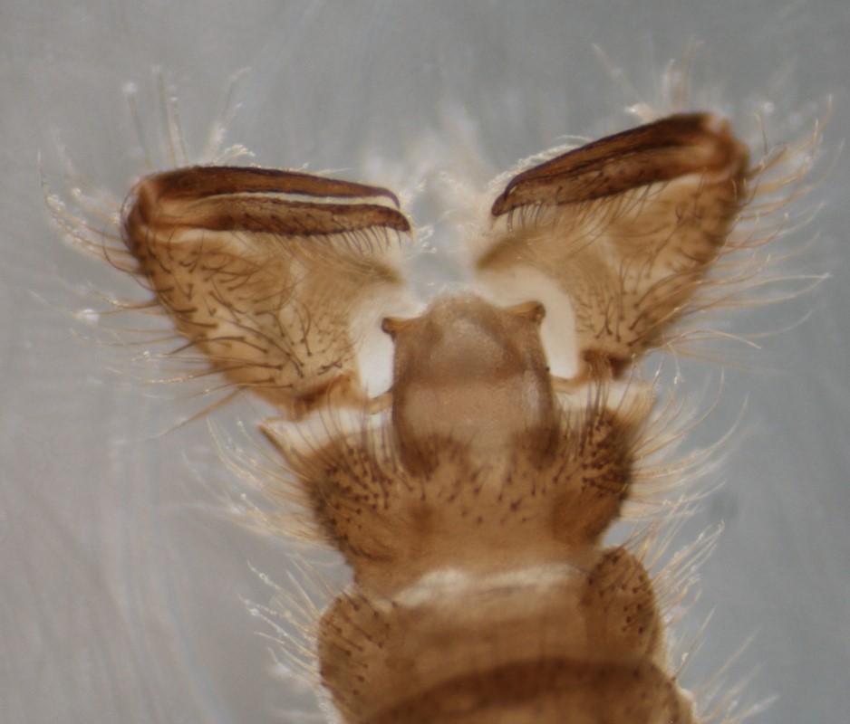 Pseudolimnophila sepium (Pseudolimnophila sepium)