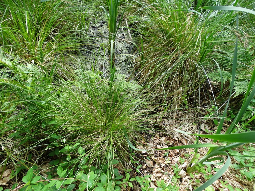 Carex paniculata x remota (Carex paniculata x remota)