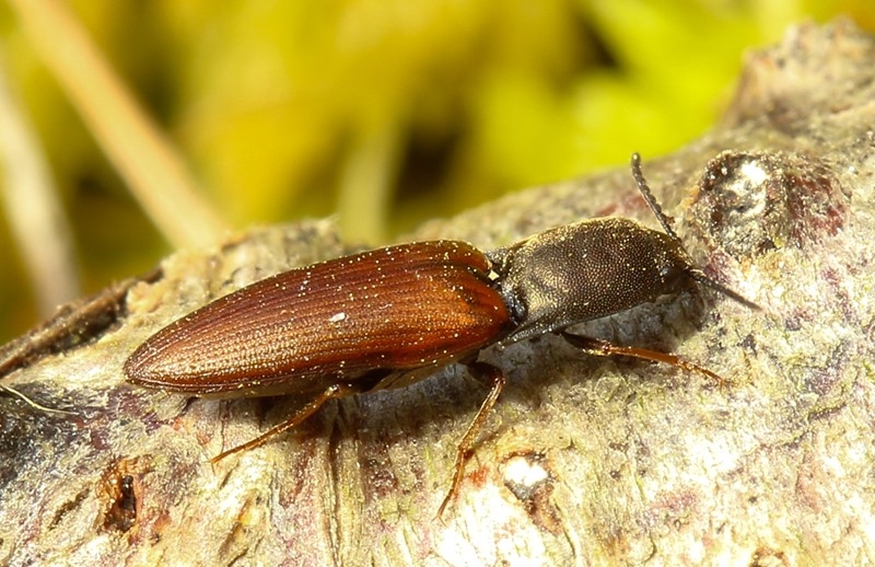 Sericus sp. (Sericus sp.)