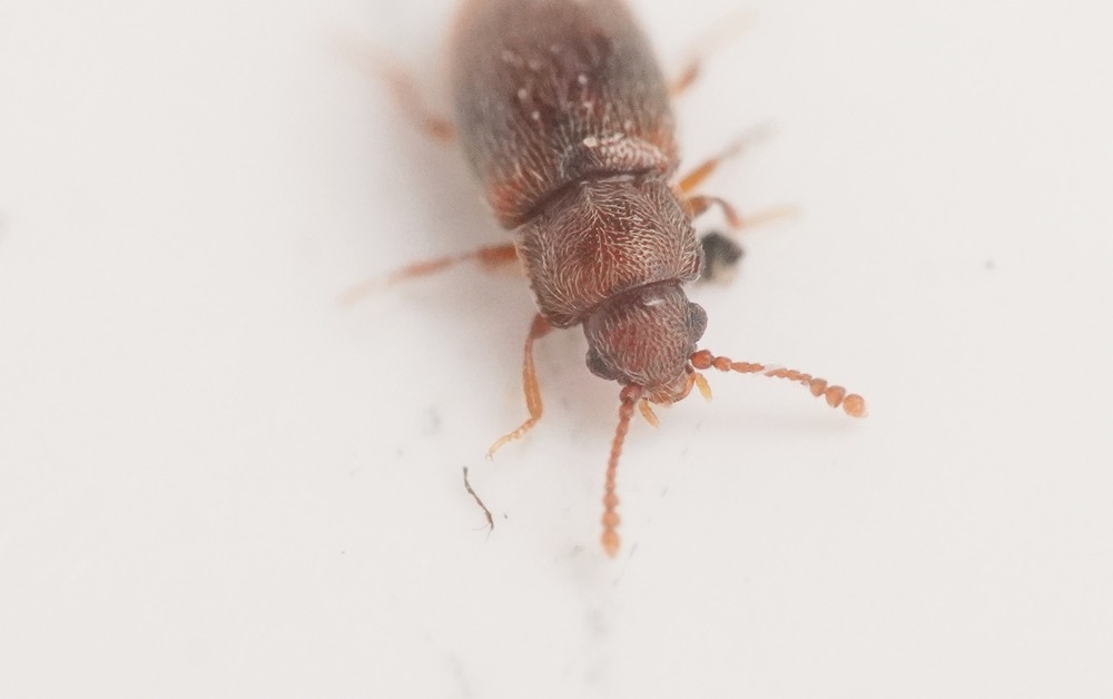 Micrambe bimaculata (Micrambe bimaculata)