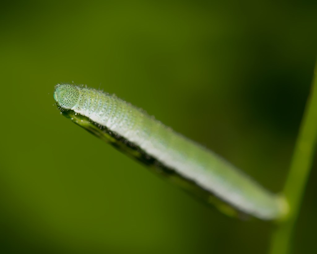 Aurora (Anthocharis cardamines)