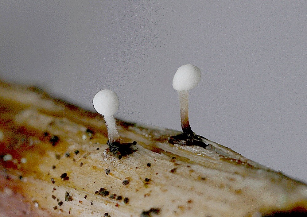 Typhula sphaeroidea (Typhula sphaeroidea)