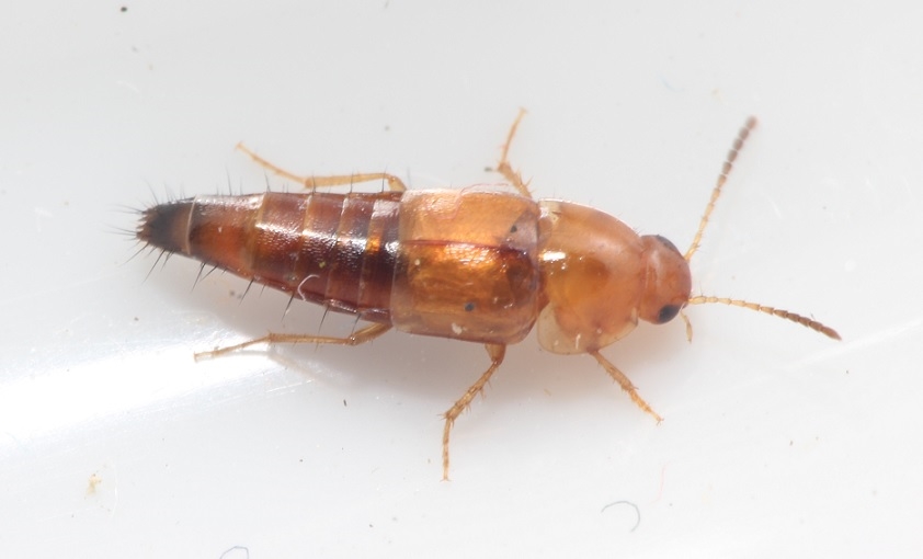 Tachyporus formosus (Tachyporus formosus)