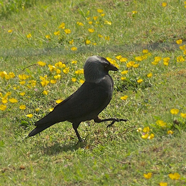 Allike (Corvus monedula)