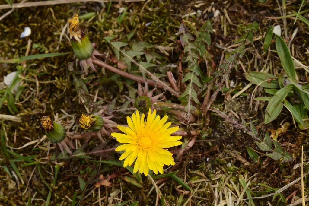 Dahls Sandmælkebøtte (Taraxacum dahlii)