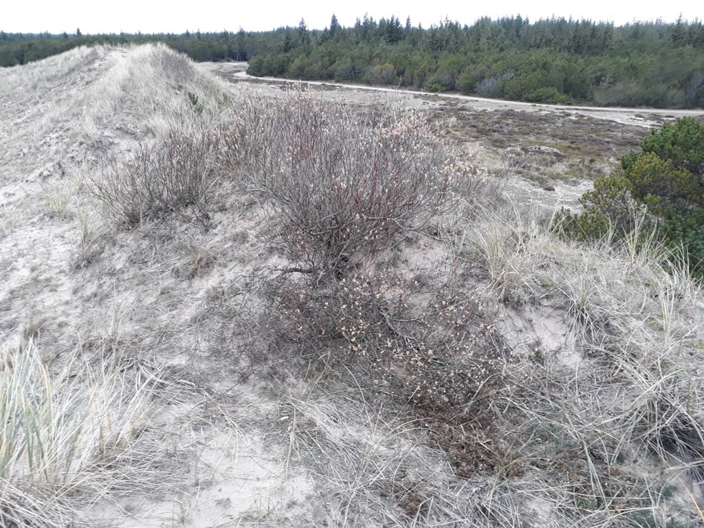 Anthobium fusculum (Anthobium fusculum)