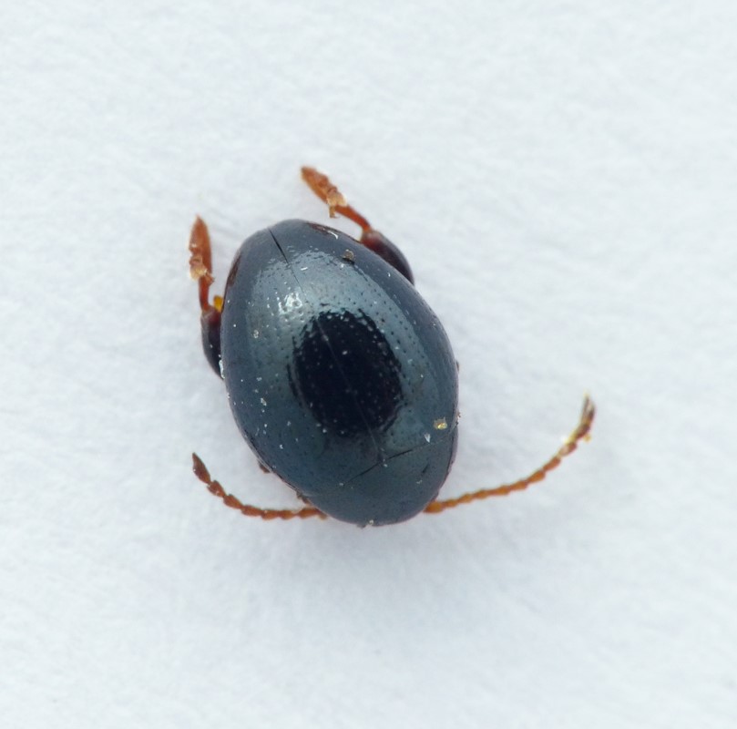 Apteropeda splendida (Apteropeda splendida)