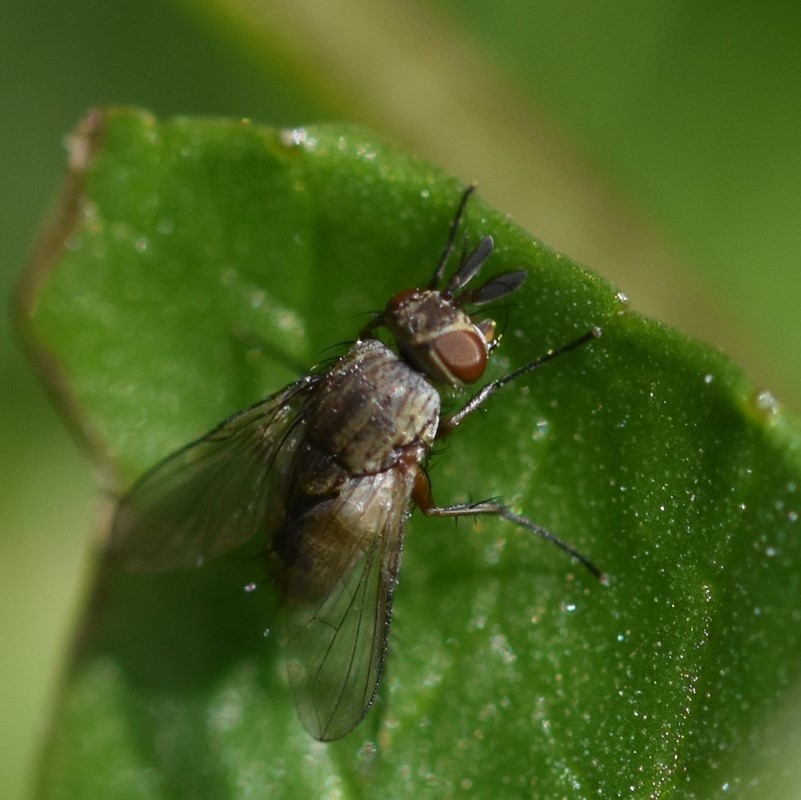 Siphona maculata (Siphona maculata)
